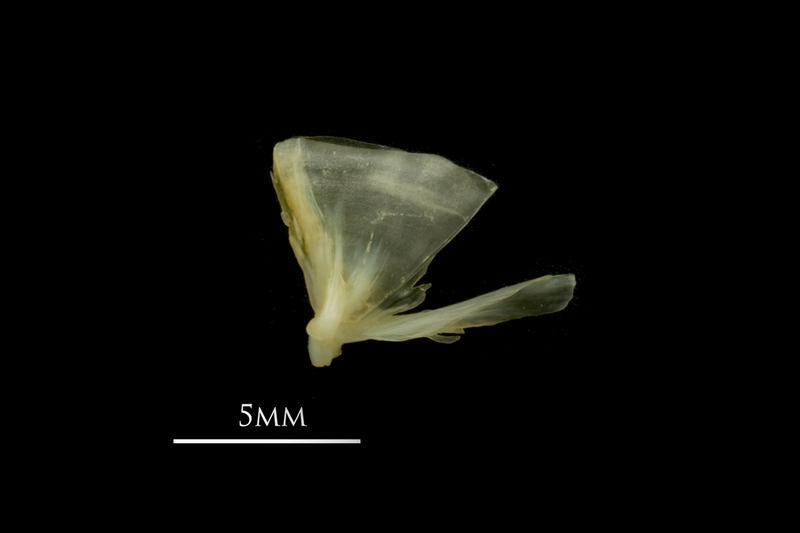 European smelt quadrate lateral view