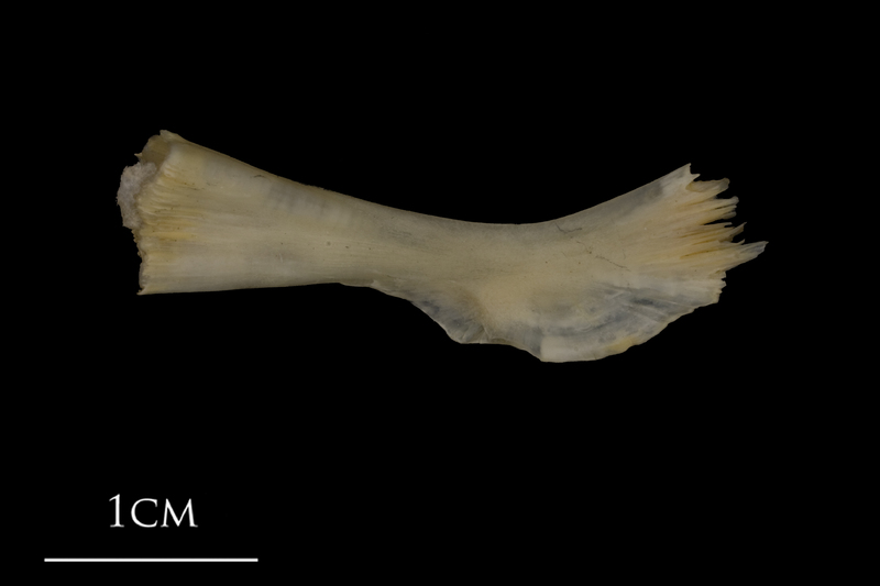 Shore rockling ceratohyal lateral view