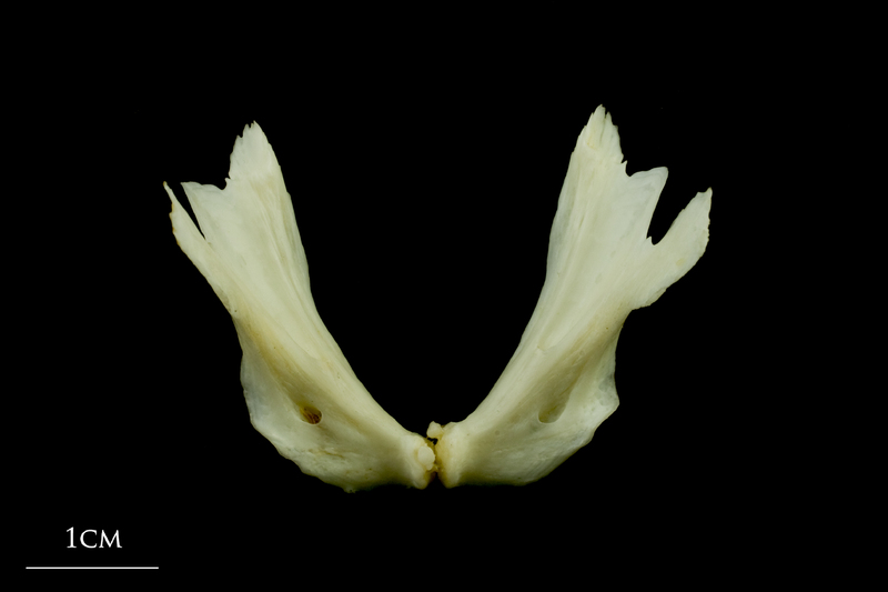 Common carp dentary dorsal view