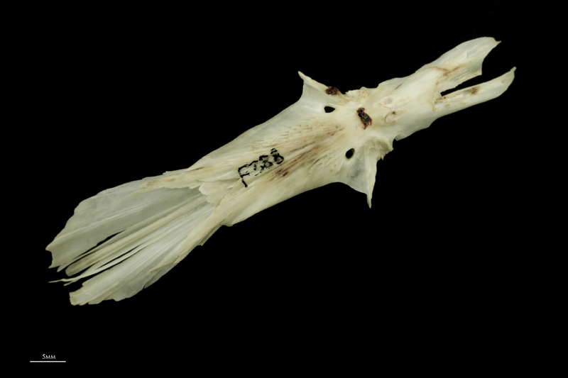 Atlantic salmon parasphenoid ventral view