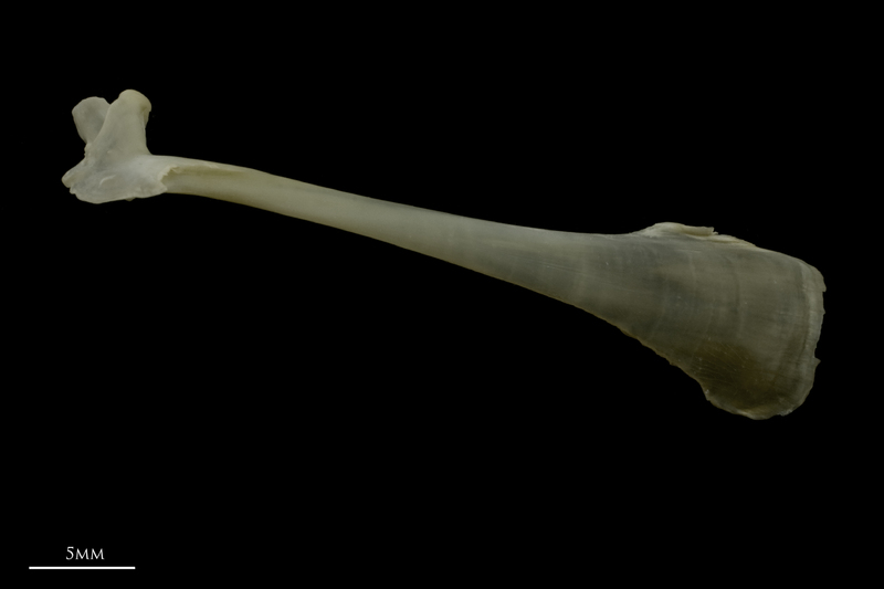 Zander maxilla lateral view