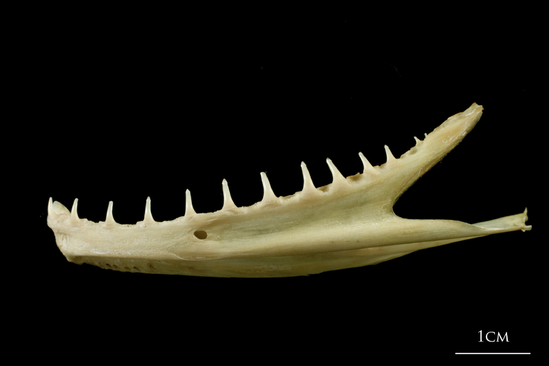 European hake dentary lateral view