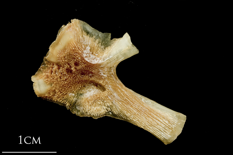 Catfish hyomandibular medial view