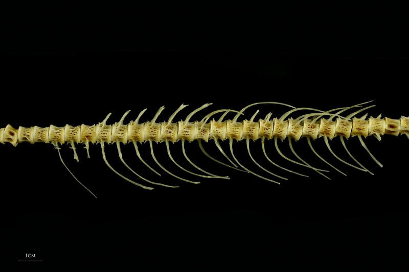 Trout caudal vertebra lateral view