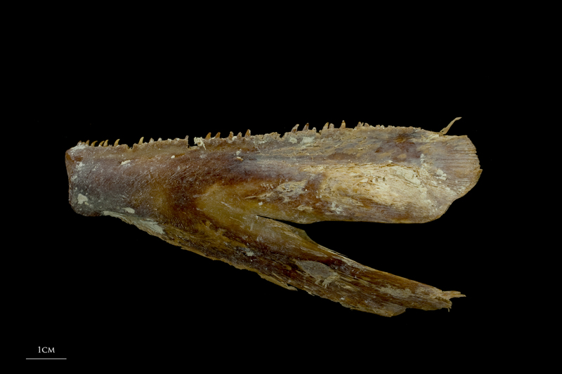 Atlantic bluefin tuna  dentary lateral view