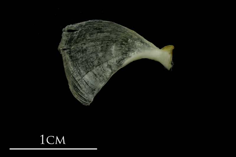 Mediterranean moray opercular medial view