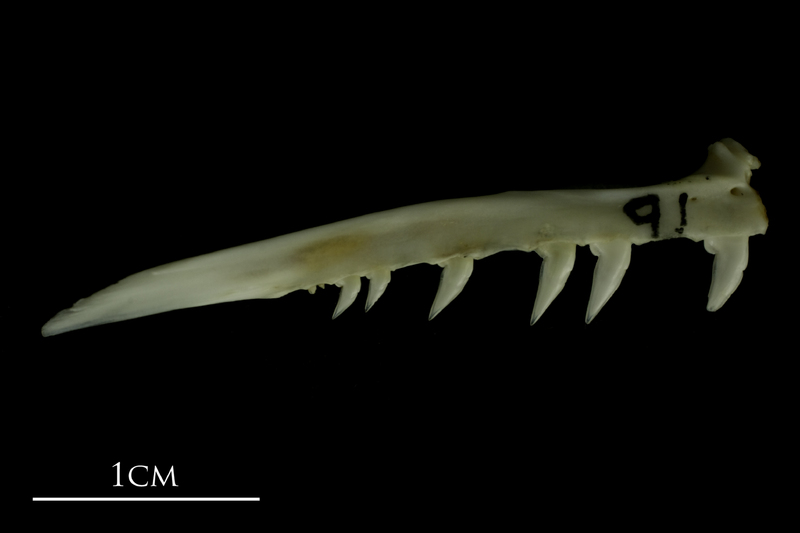 Mediterranean moray premaxilla medial view