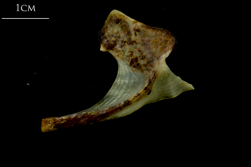 Ballan wrasse coracoid lateral view