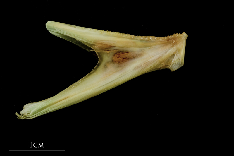 John dory dentary medial view