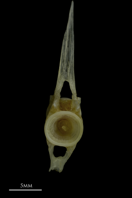 Red gurnard caudal vertebra anterior view