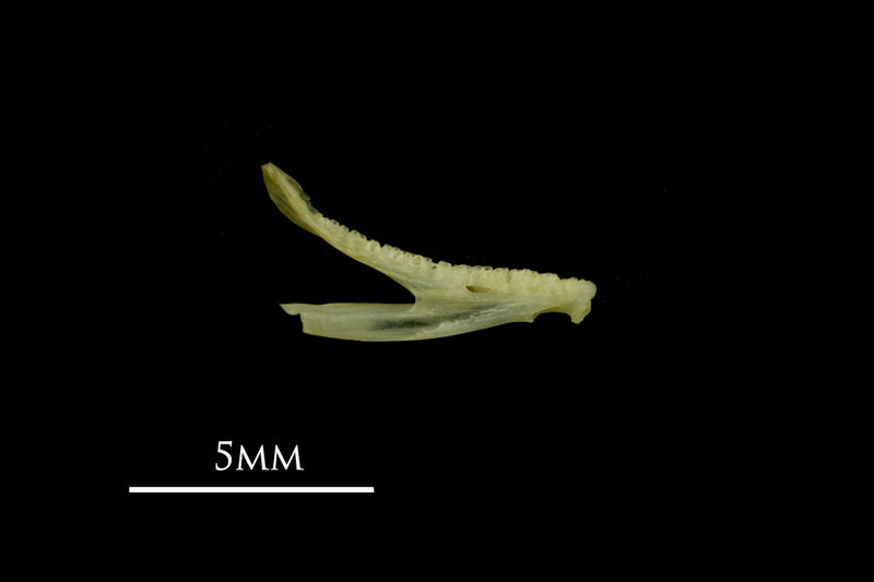 Bullhead dentary medial view