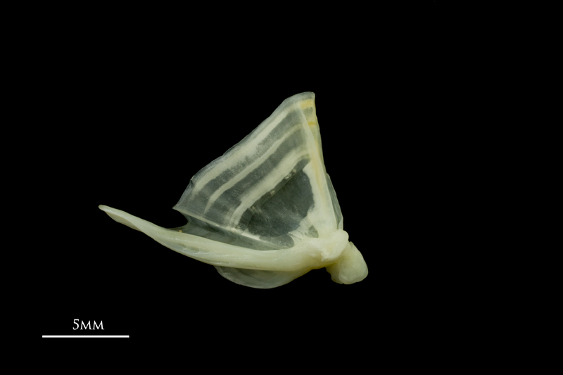 Bullrout quadrate medial view