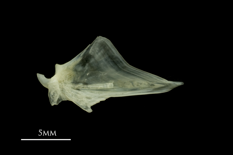 Red mullet articular medial view