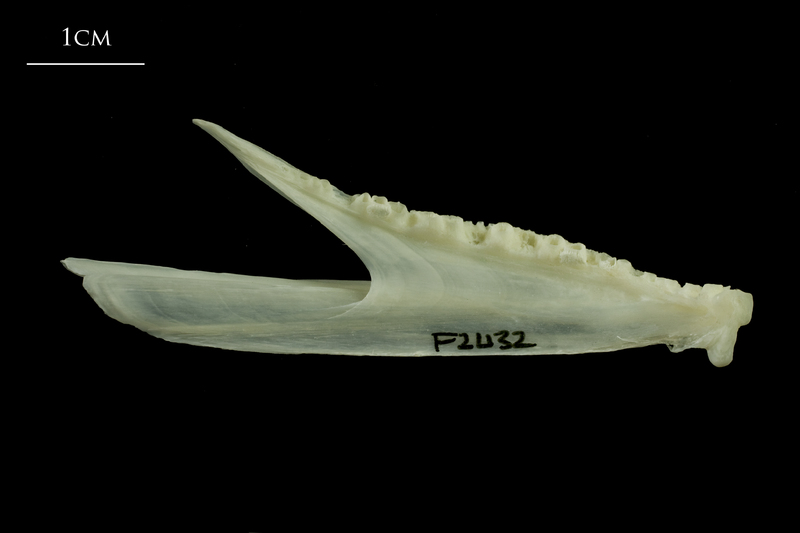 Whiting dentary medial view