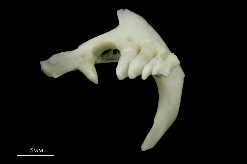 Roach pharyngeal dorsal view