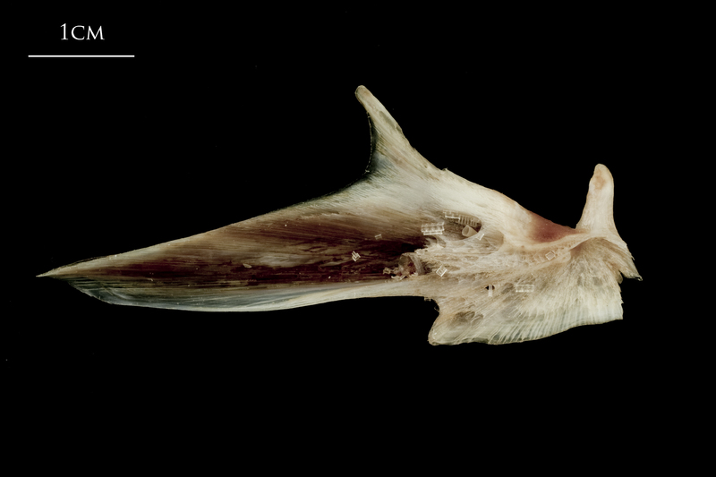 Atlantic halibut articular medial view