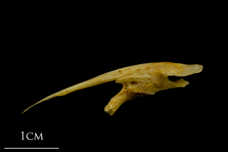 Thinlip grey mullet  posttemporal lateral view