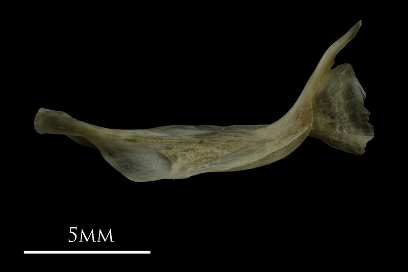 Eelpout cleithrum lateral view