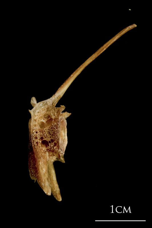 Catfish precaudal vertebra lateral view