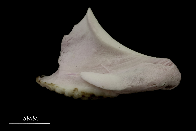 Parrot fish pharyngeal lateral view