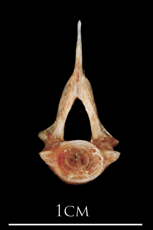 Sea scorpion precaudal vertebra anterior view