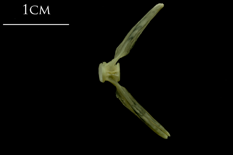 Saithe ultimate vertebra lateral view