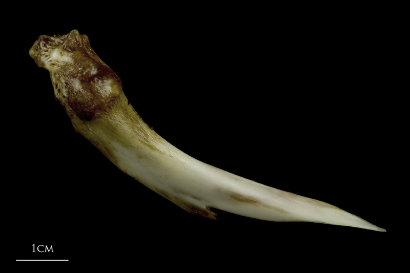 European conger ceratohyal lateral view