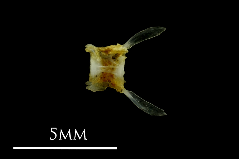 Small sandeel caudal vertebra lateral view