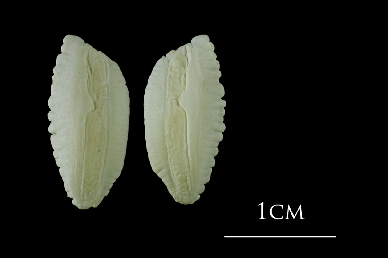 Atlantic cod otolith(s) view 2