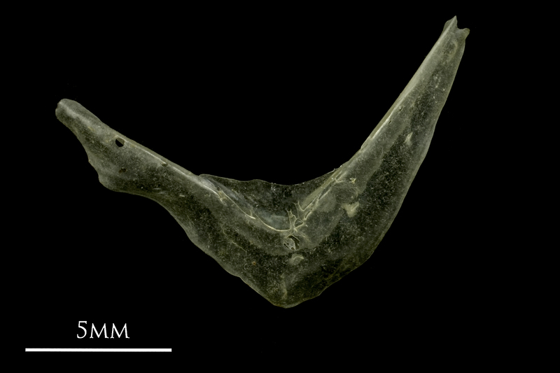 Sandsmelt for assessment lateral view