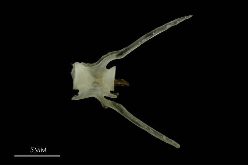 Burbot caudal vertebra lateral view