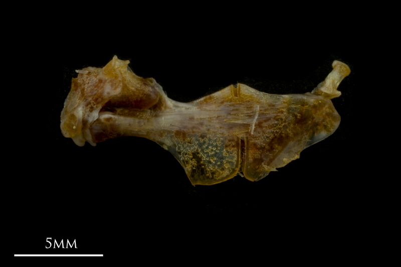 Black seabream ceratohyal epihyal complex lateral view