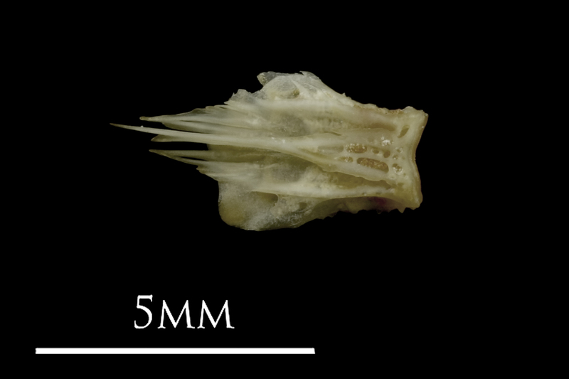 Eelpout basioccipital ventral view