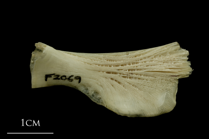 Haddock ceratohyal medial view