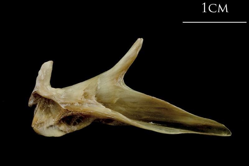 Turbot articular medial view