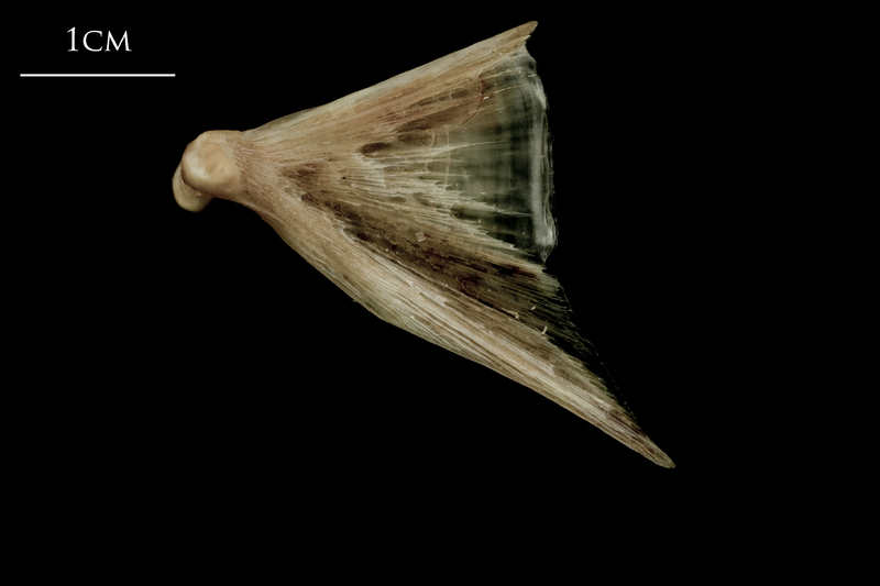 Atlantic halibut quadrate lateral view