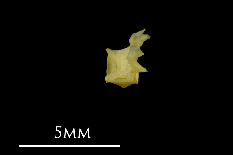 Bullhead first vertebra lateral view