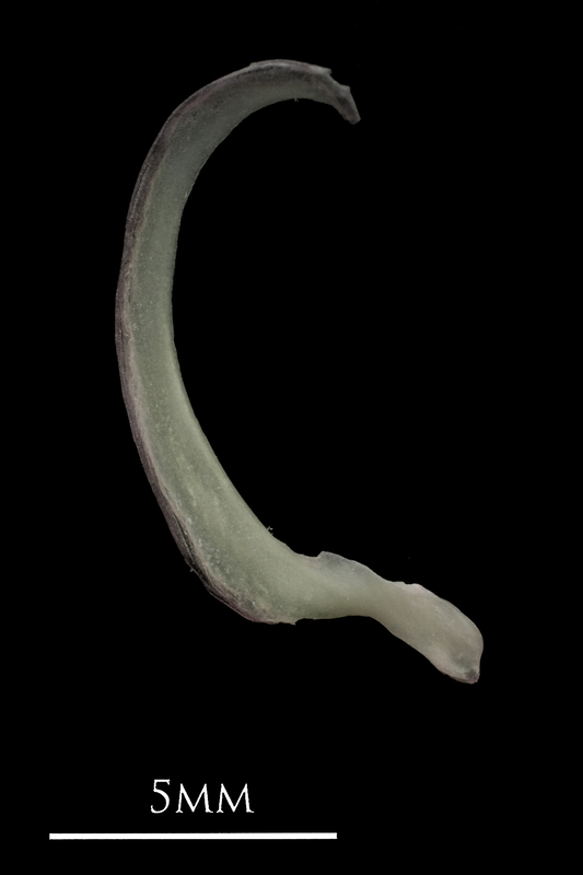 European eel subopercular medial view