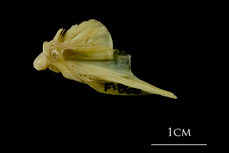 Atlantic cod quadrate lateral view