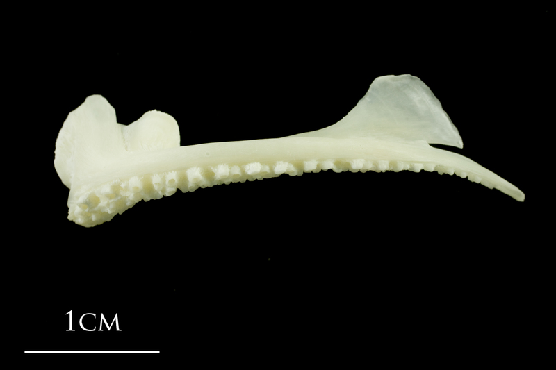 Pollack premaxilla lateral view