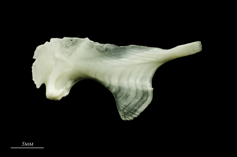 Freshwater bream maxilla medial view