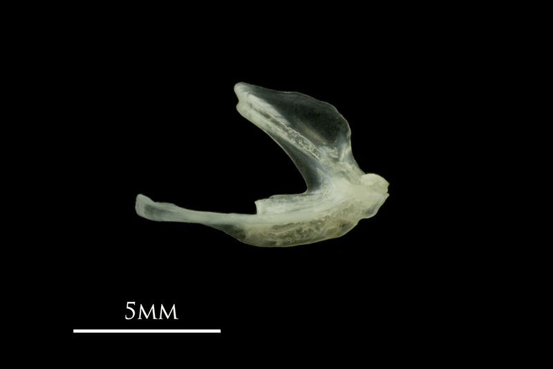 Red mullet posttemporal lateral view