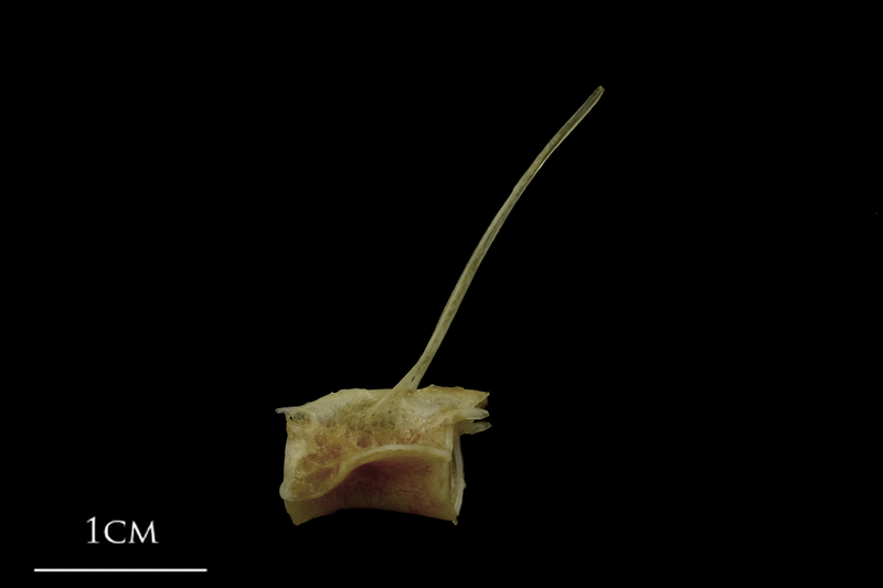 Spanish mackerel precaudal vertebra lateral view