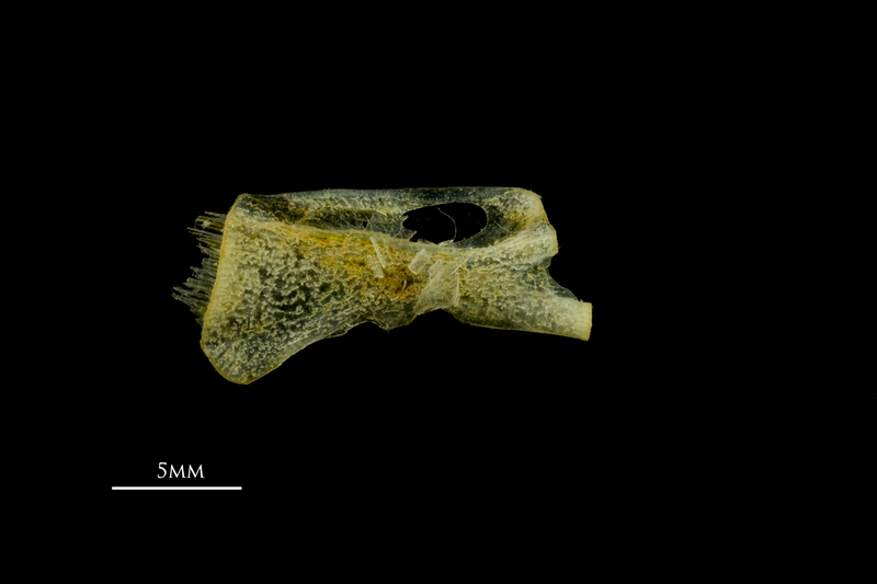 Scad ceratohyal medial view