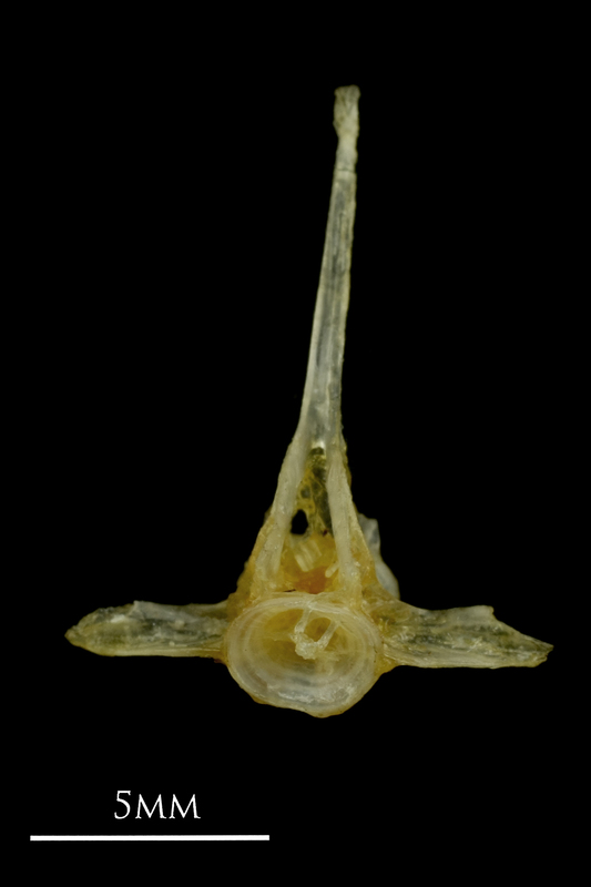 Ruffe precaudal vertebra anterior view