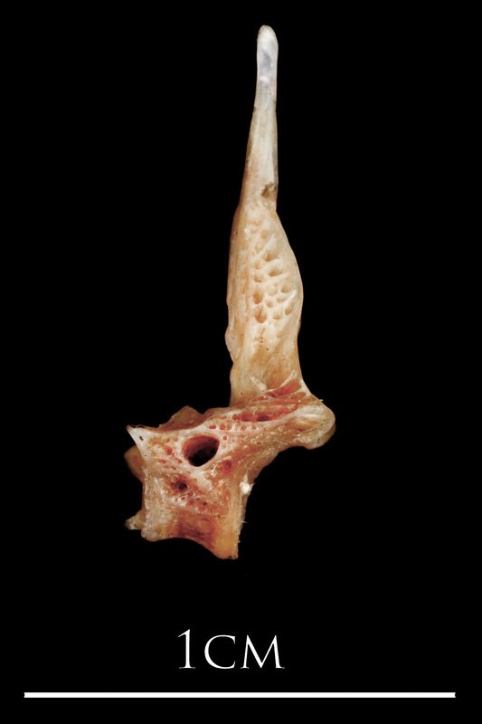 Sea scorpion precaudal vertebra lateral view