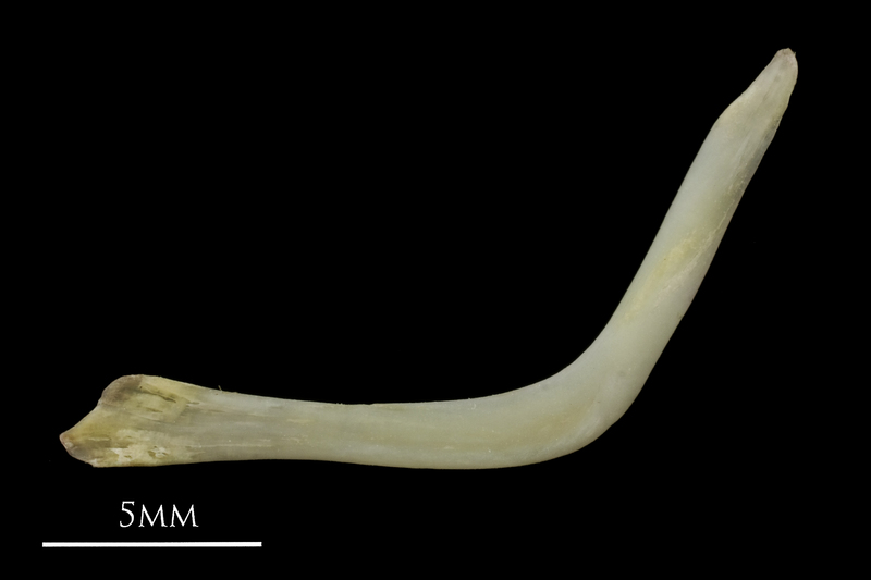 European eel cleithrum lateral view