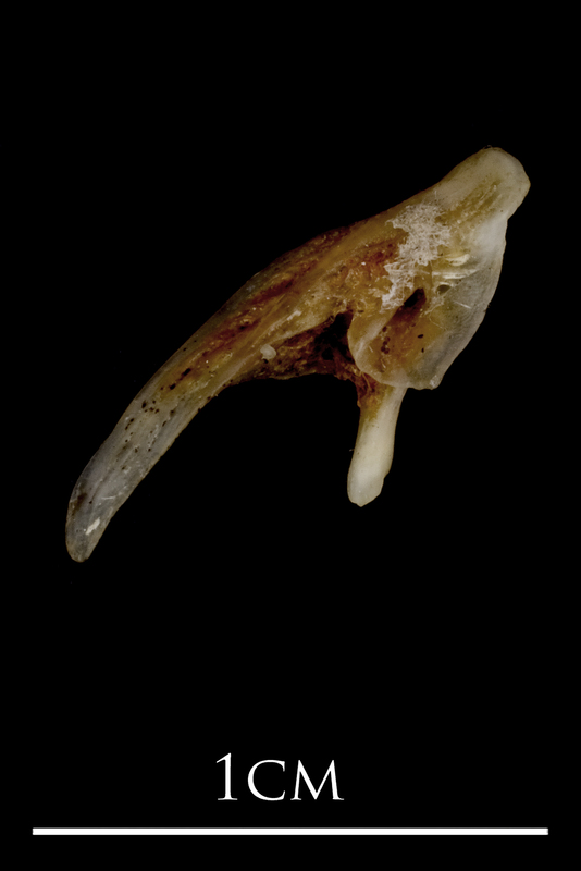 Sea scorpion posttemporal medial view