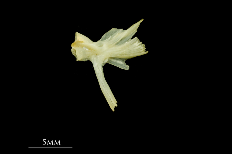 Five-Bearded Rockling hyomandibular medial view