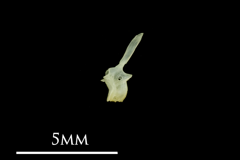 Butterfish precaudal vertebra lateral view